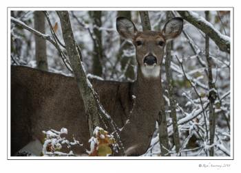 White-tailed Doe in snow.jpg